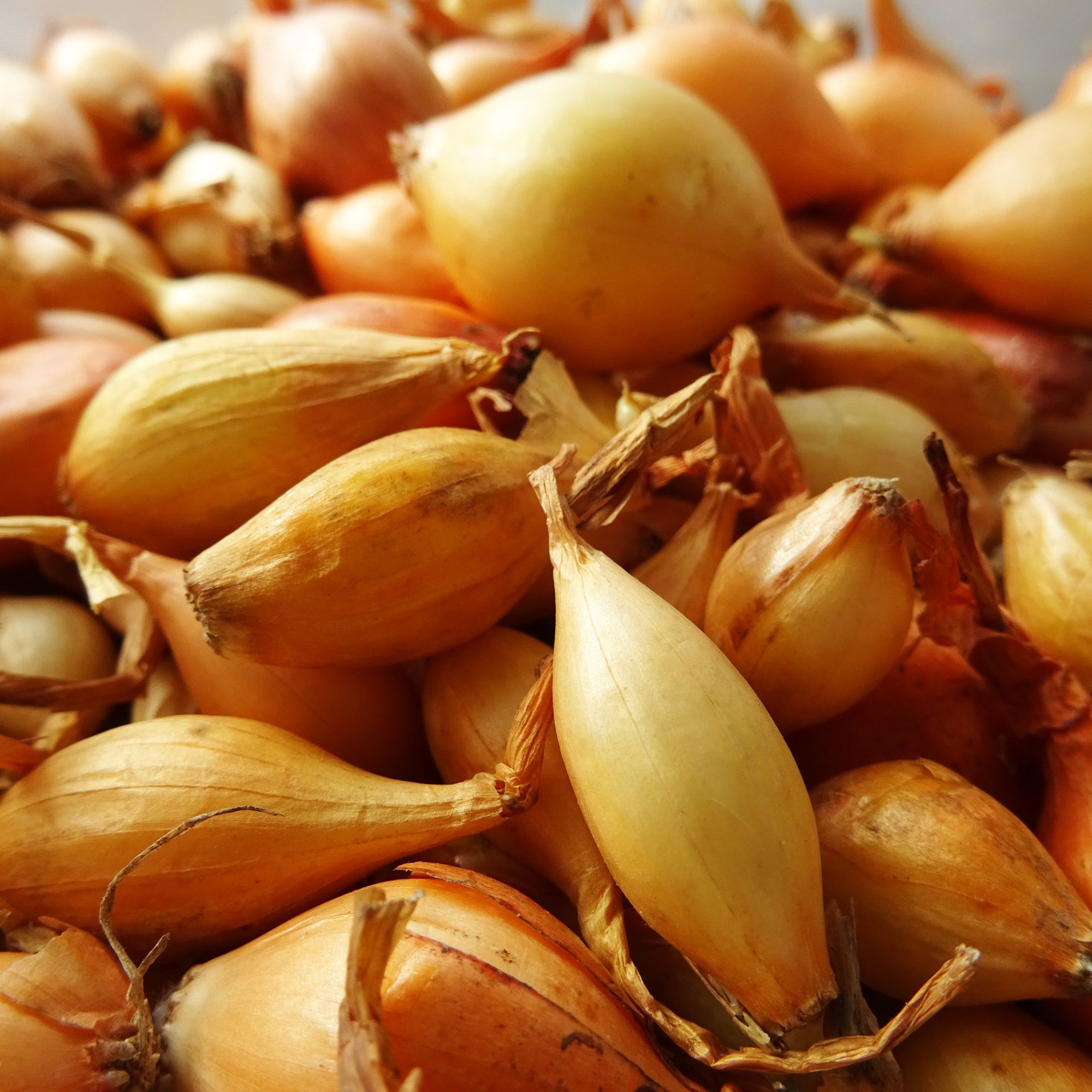 Shallot Sets - Yellow - 10 Sets - Biennial - Allium cepa aggregatum - Non-GMO Heirloom Shallot Bulb Starts for Gardening. Plant 